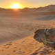 camello en dunas con puesta de sol 1001 Tours Morocco