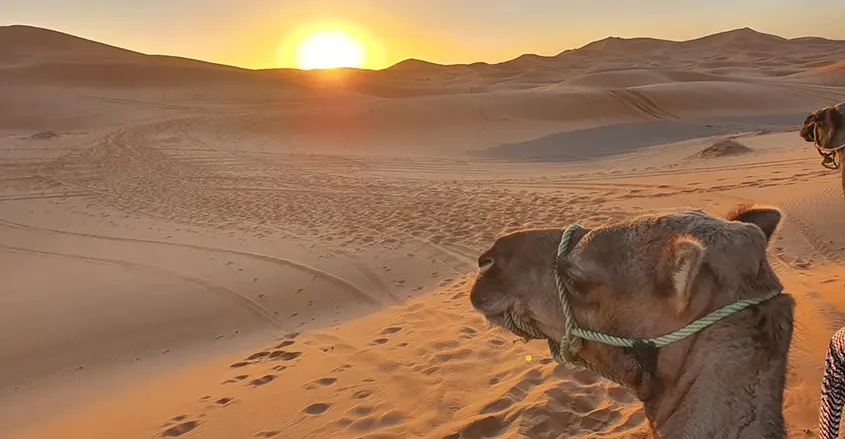 camello en dunas con puesta de sol 1001 Tours Morocco