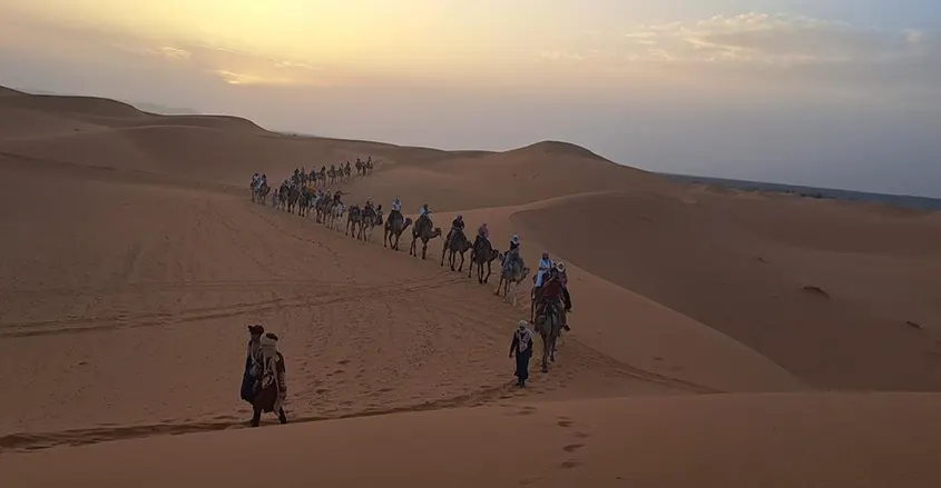 imagen de una caravana de camellos viajando entre las dunas con un grupo de clientes de !001 Tours Morocco